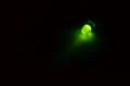 5mm indicator LED, green, diffused, 15mm leads *new*